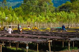 YIRGACHEFFE - photo 2