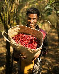 YIRGACHEFFE - photo 4