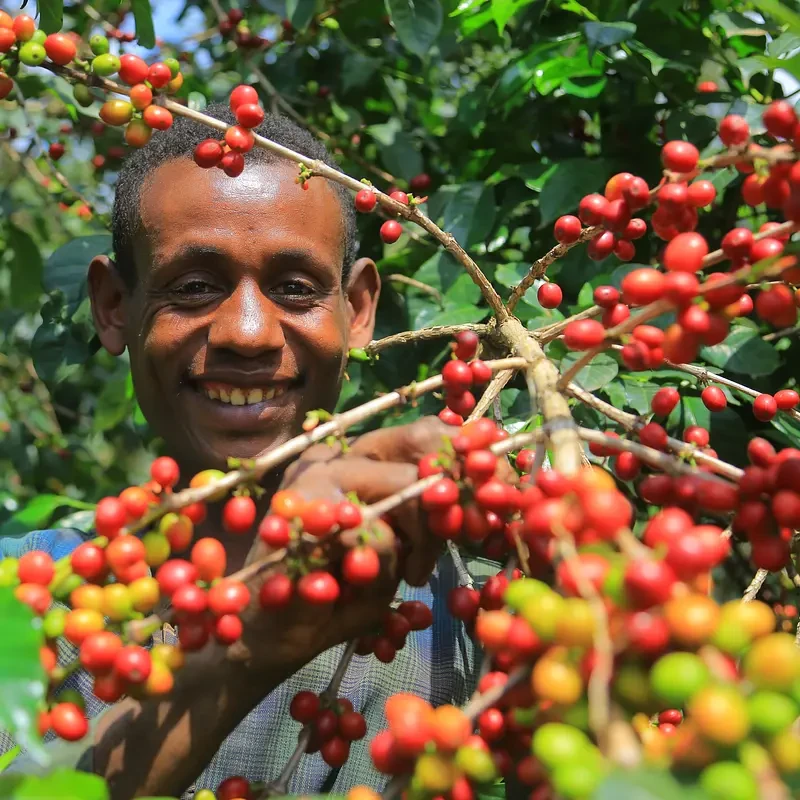 Fogge, washed G2 - photo 4