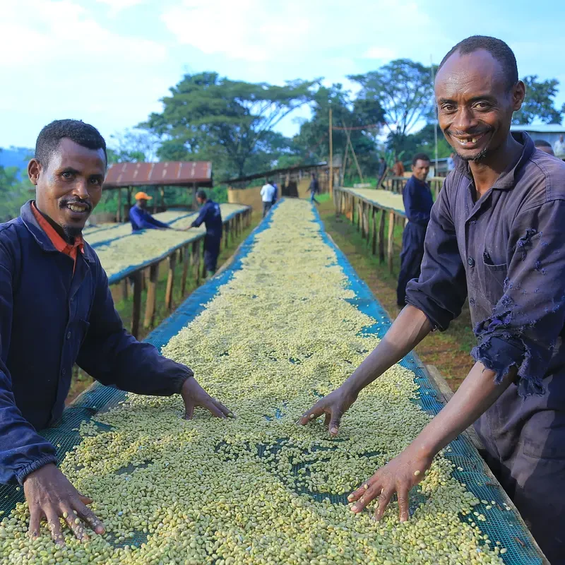 Fogge, washed G2 - photo 3