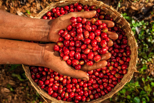 YIRGACHEFFE - photo 1