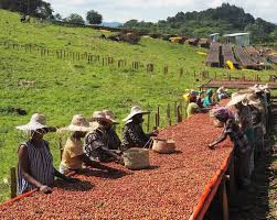 YIRGACHEFFE - photo 8