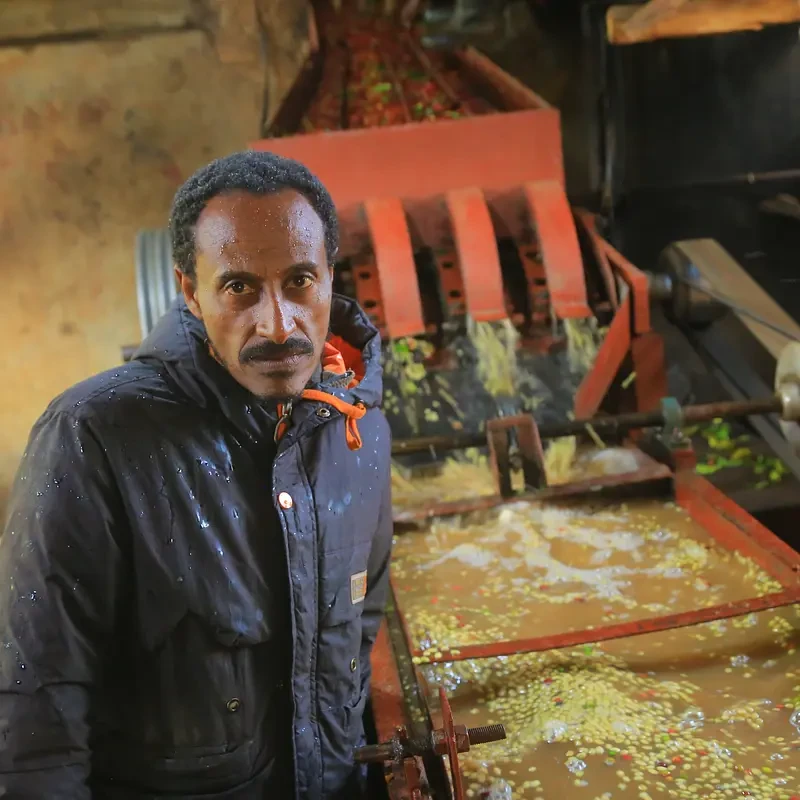 Fogge, washed G2 - photo 5