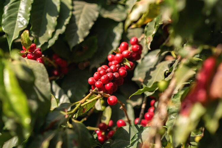 Himi coffee - photo 7