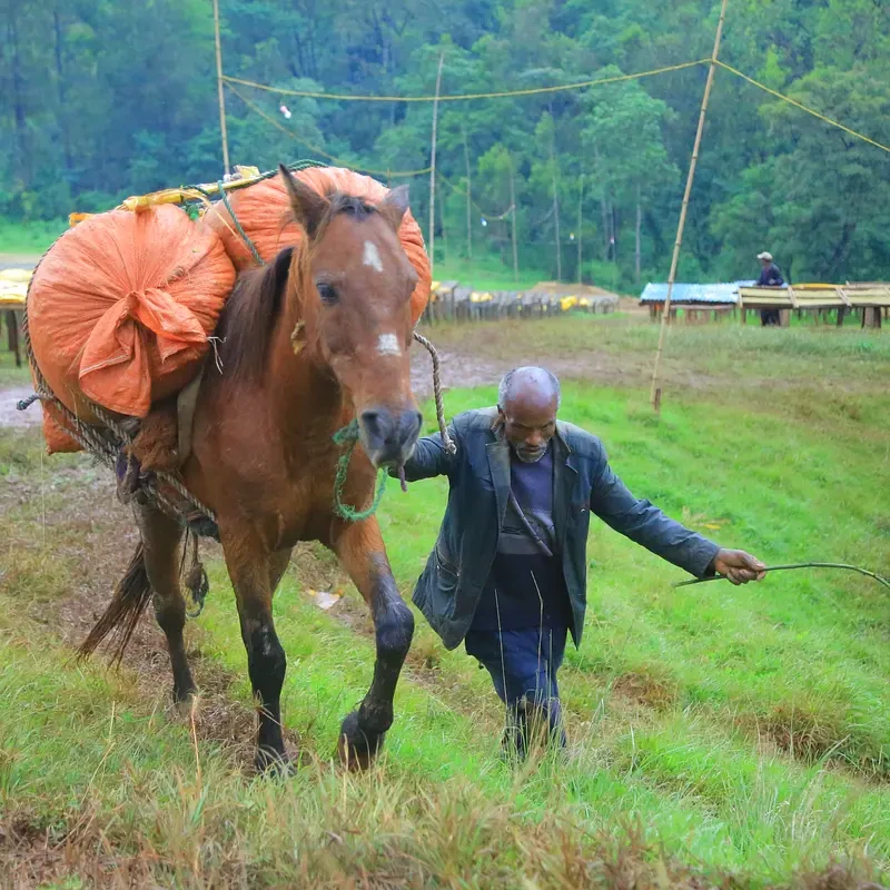Fogge, washed G2 - photo 1