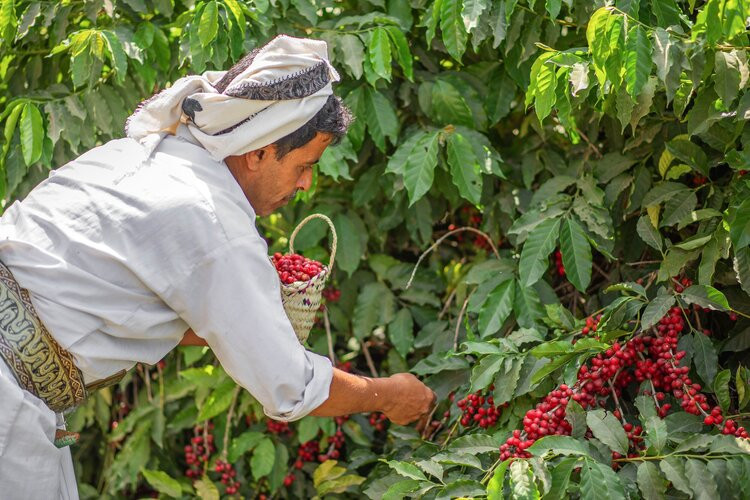 Himi coffee - photo 9